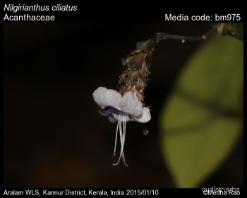 Nilgirianthus ciliatus flower5.jpg